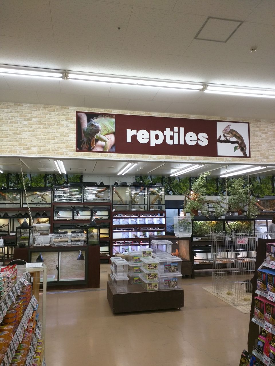 ムサシ姫路店 爬虫類コーナー リニューアルオープンのお知らせ 爬虫類倶楽部ファームブログ
