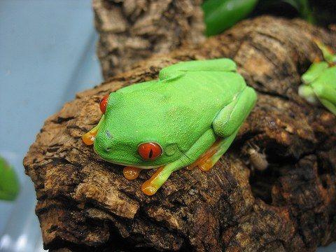 有尾もカエルもカマキリも クワガタも 爬虫類倶楽部ファームブログ 有尾もカエルもカマキリも クワガタも 爬虫類倶楽部ファームブログ