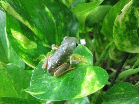 メキシコフトアマガエル 上陸 爬虫類倶楽部ファームブログ メキシコフトアマガエル 上陸 爬虫類倶楽部ファームブログ