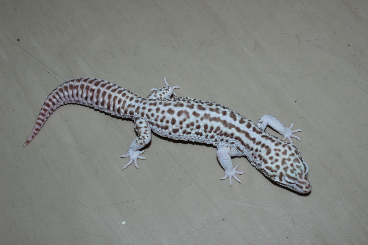 ドイツ便が来たよ！ サクラダファミリアのお茶目なブログ！ ヤモリ編