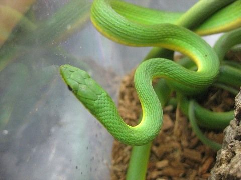モリドラゴン グリーンスネーク入荷 爬虫類倶楽部ファームブログ