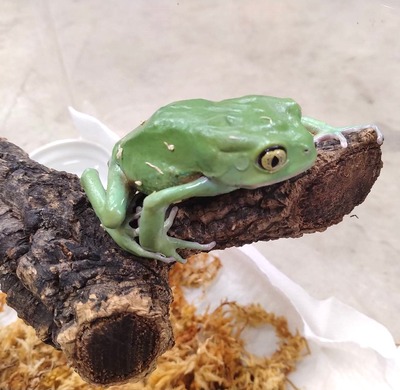 ¥½¥Ð¡¼¥¸¥å