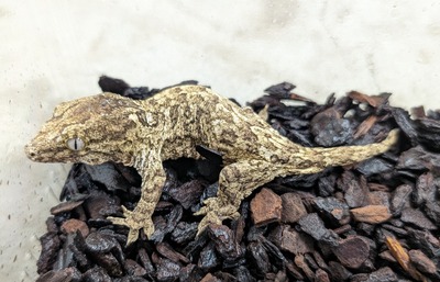 PXL_20251127_110858298~2