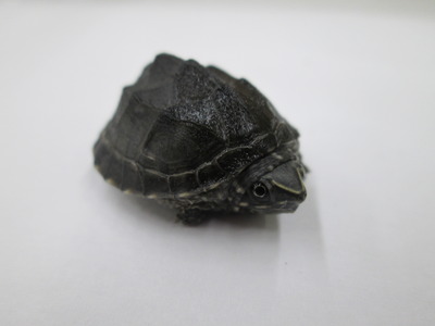 ミシシッピニオイガメと熱帯魚は混泳 ...