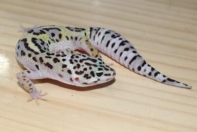 �ޥå����Ρ�