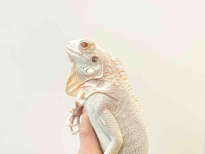 FullSizeRender