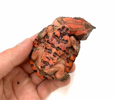 FullSizeRender