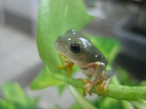 メキシコフトアマガエル 上陸 爬虫類倶楽部ファームブログ メキシコフトアマガエル 上陸 爬虫類倶楽部ファームブログ