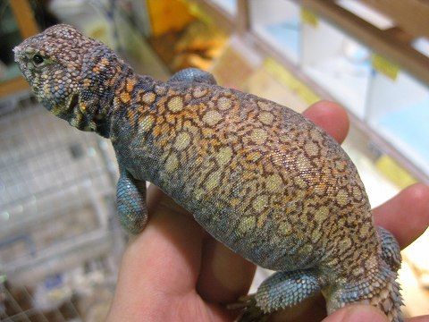 トゲオアガマ フィルビー