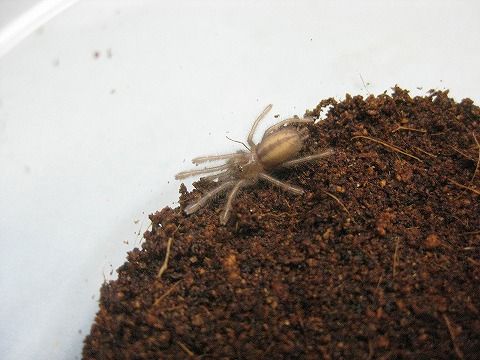 安心 保証 ☆おまとめ専用センチュリオン タランチュラ ハルク プロト