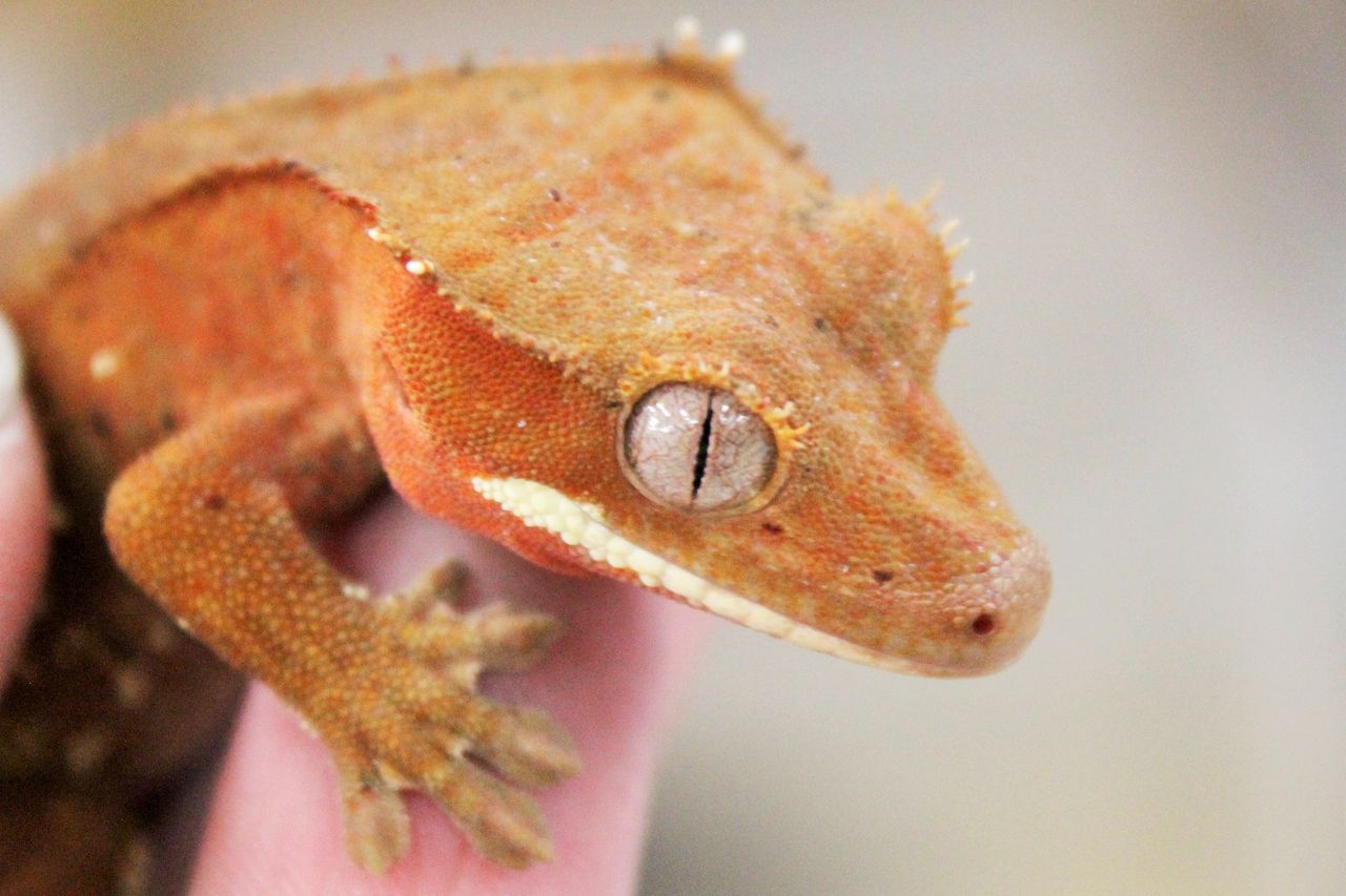 千代田店より ～クレス大量入荷！！！～ : 爬虫類倶楽部ファームブログ