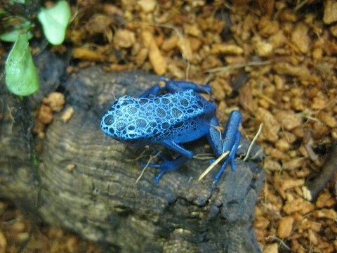 ヤドクガエル 新着！！ : 爬虫類倶楽部ファームブログ