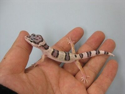 �ޥå����Ρ��٥ӡ�