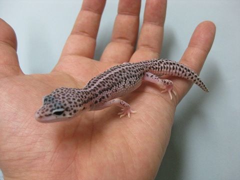 ヒョウモントカゲモドキ レオパ 有精卵 大人気のスーパーマックスノー ...