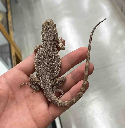 FullSizeRender