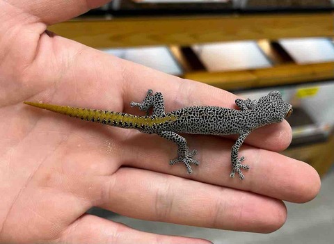 FullSizeRender