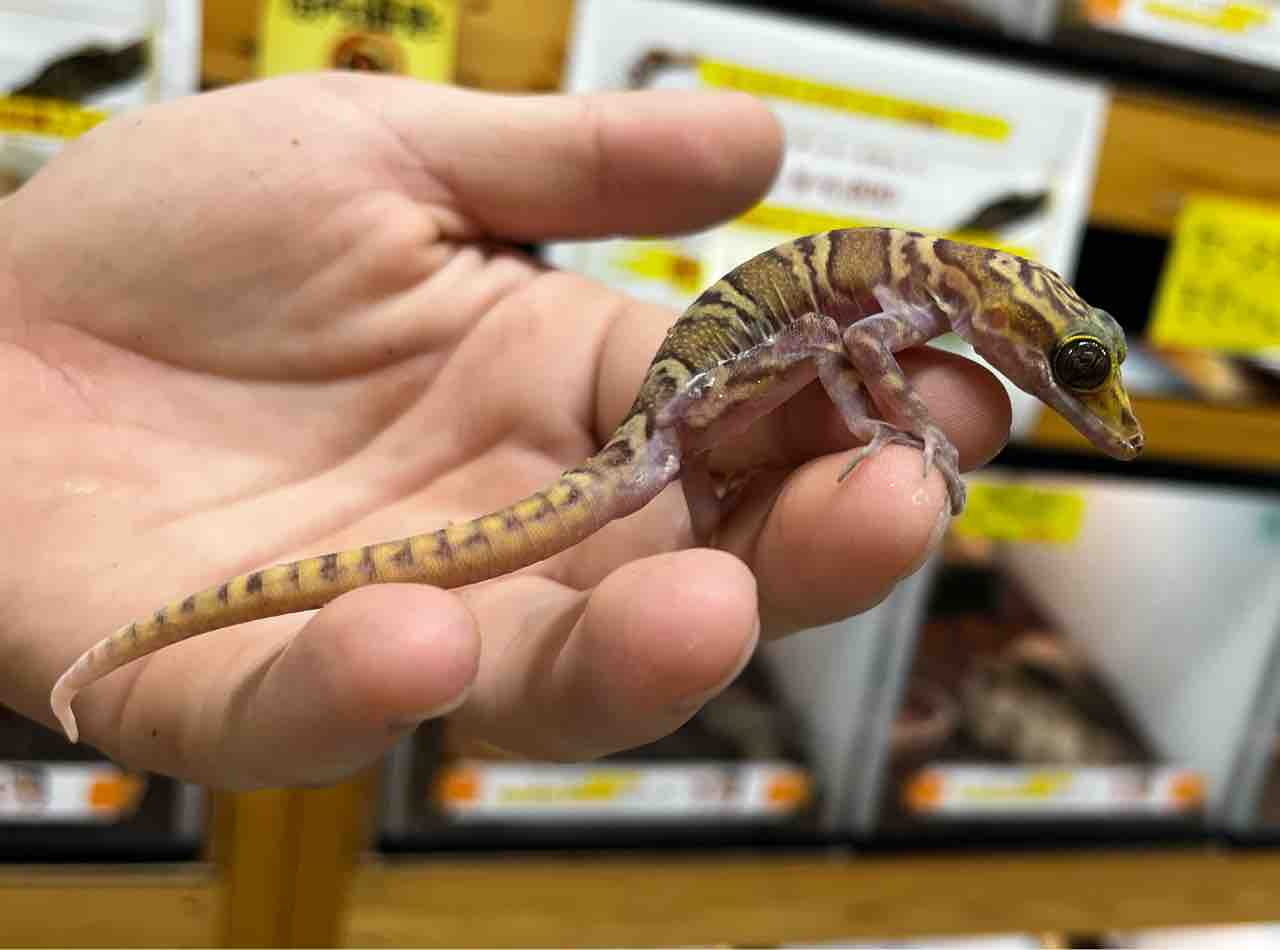 タイ 小学生　ワレメ　画像 2F タイからの刺客、珍ホソユビやCBトッケイなど！ : 爬虫類倶楽部