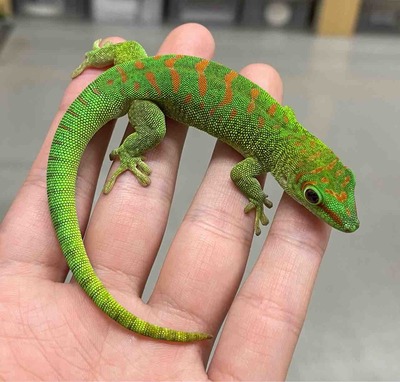 FullSizeRender