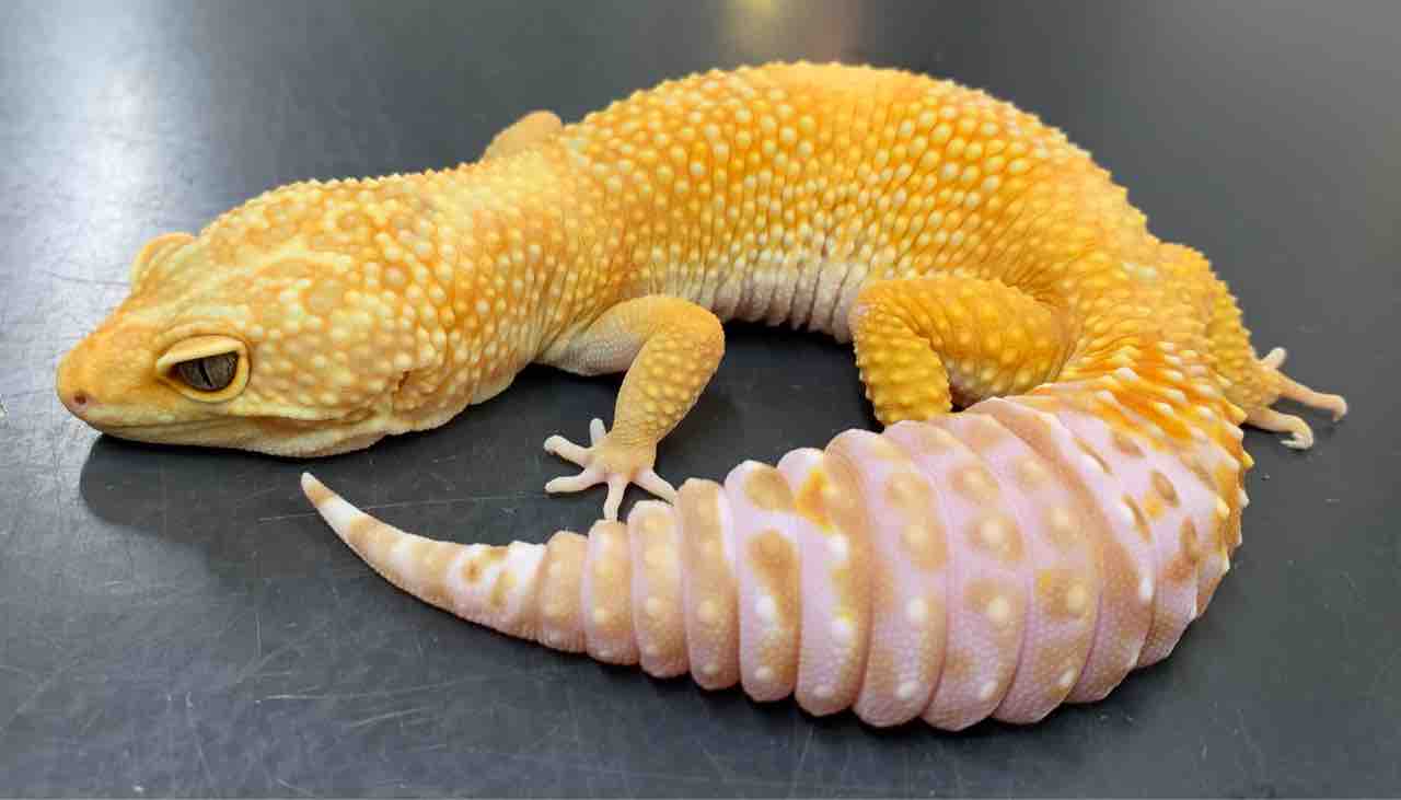 レオパ 新入荷 3F 在庫紹介 : 爬虫類倶楽部