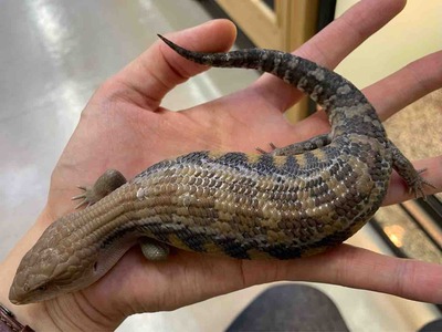FullSizeRender