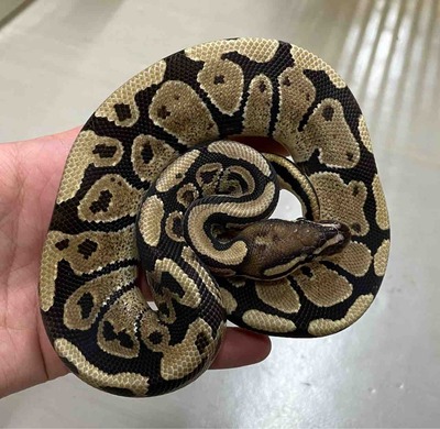 FullSizeRender