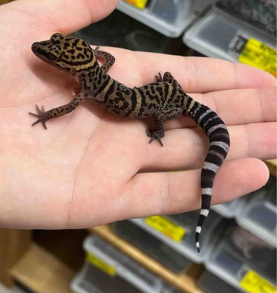FullSizeRender
