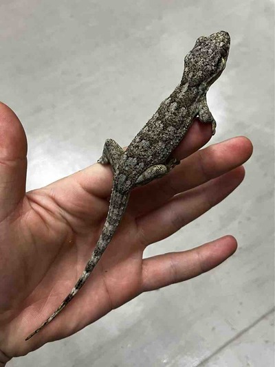 FullSizeRender