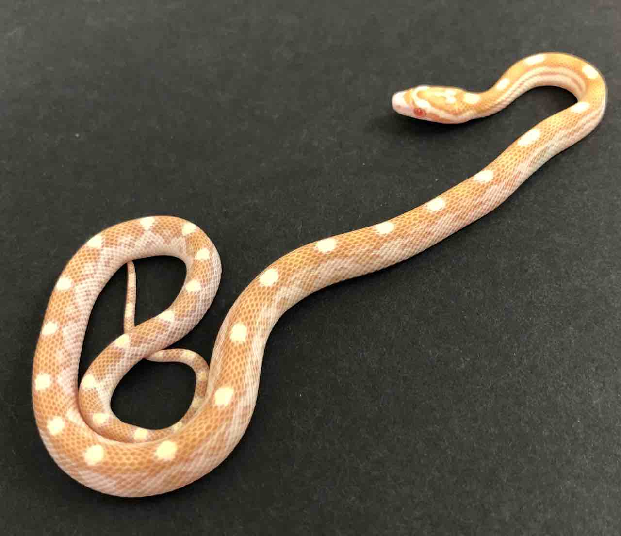 3F新入荷! コーンスネークやローソン、グリーンパイなど！ : 爬虫類