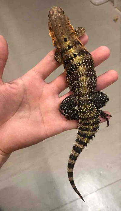 FullSizeRender