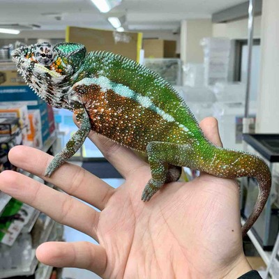 FullSizeRender