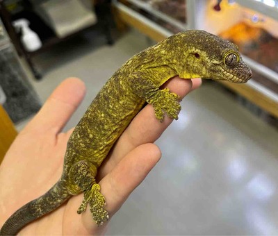 FullSizeRender