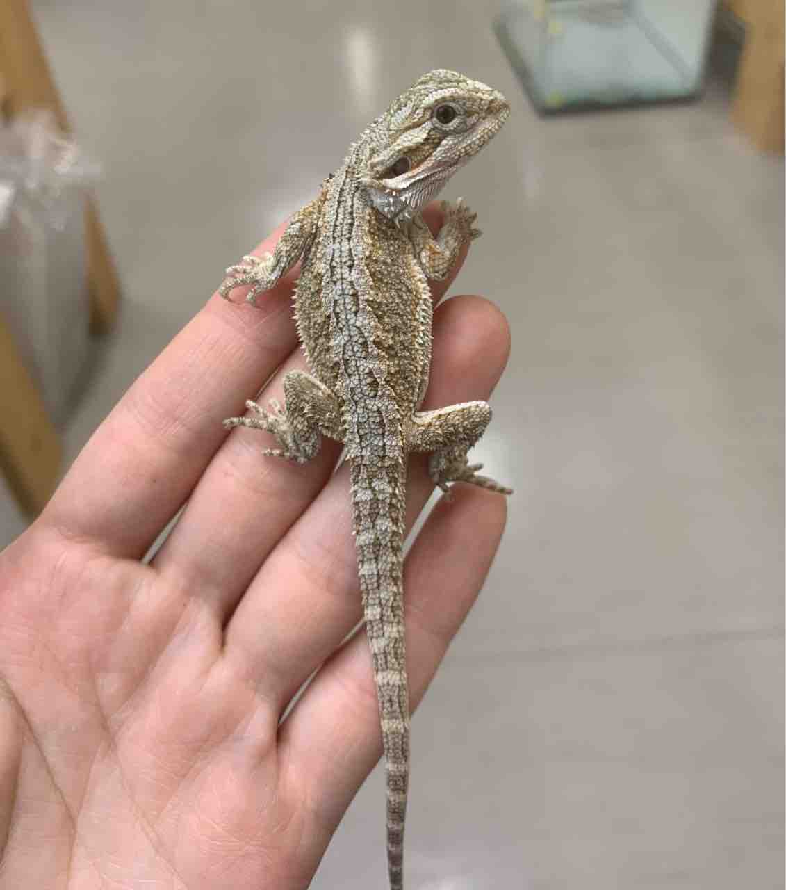 2f新着バルバータやアカメ モトイなど 爬虫類倶楽部 2f新着バルバータやアカメ モトイなど 爬虫類倶楽部