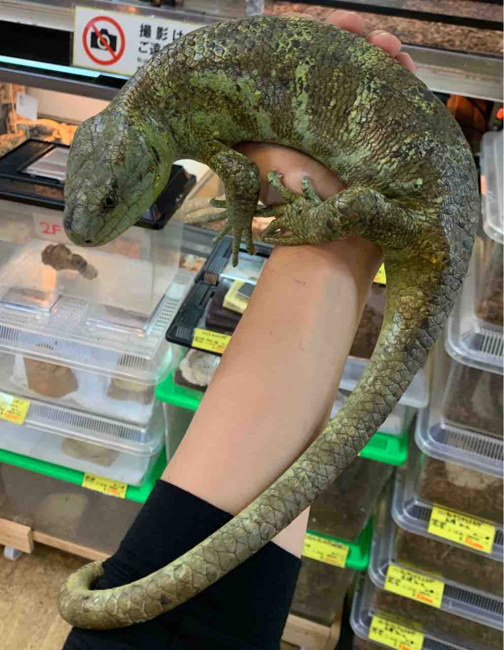オマキトカゲ入荷 その他ヤモリ 爬虫類倶楽部 オマキトカゲ入荷 その他ヤモリ 爬虫類倶楽部