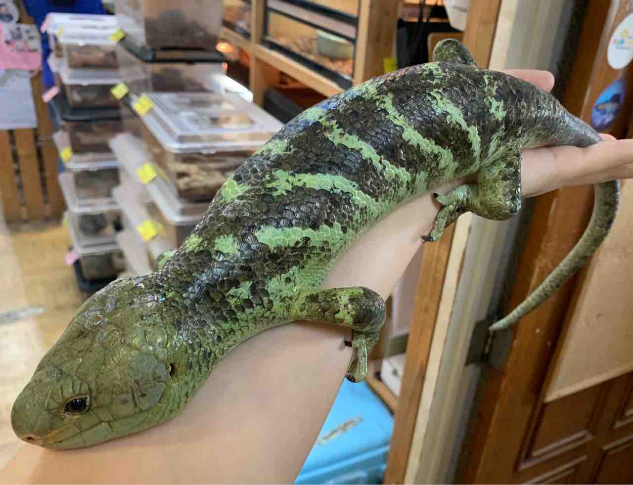 オマキトカゲ入荷してます 爬虫類倶楽部 オマキトカゲ入荷してます 爬虫類倶楽部