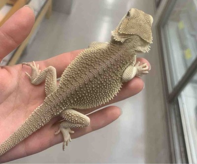 FullSizeRender