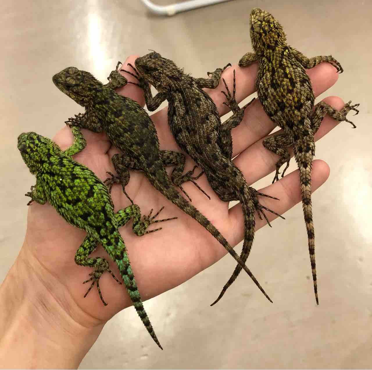 ３ｆ新入荷 レオパにハリトカゲ 爬虫類倶楽部