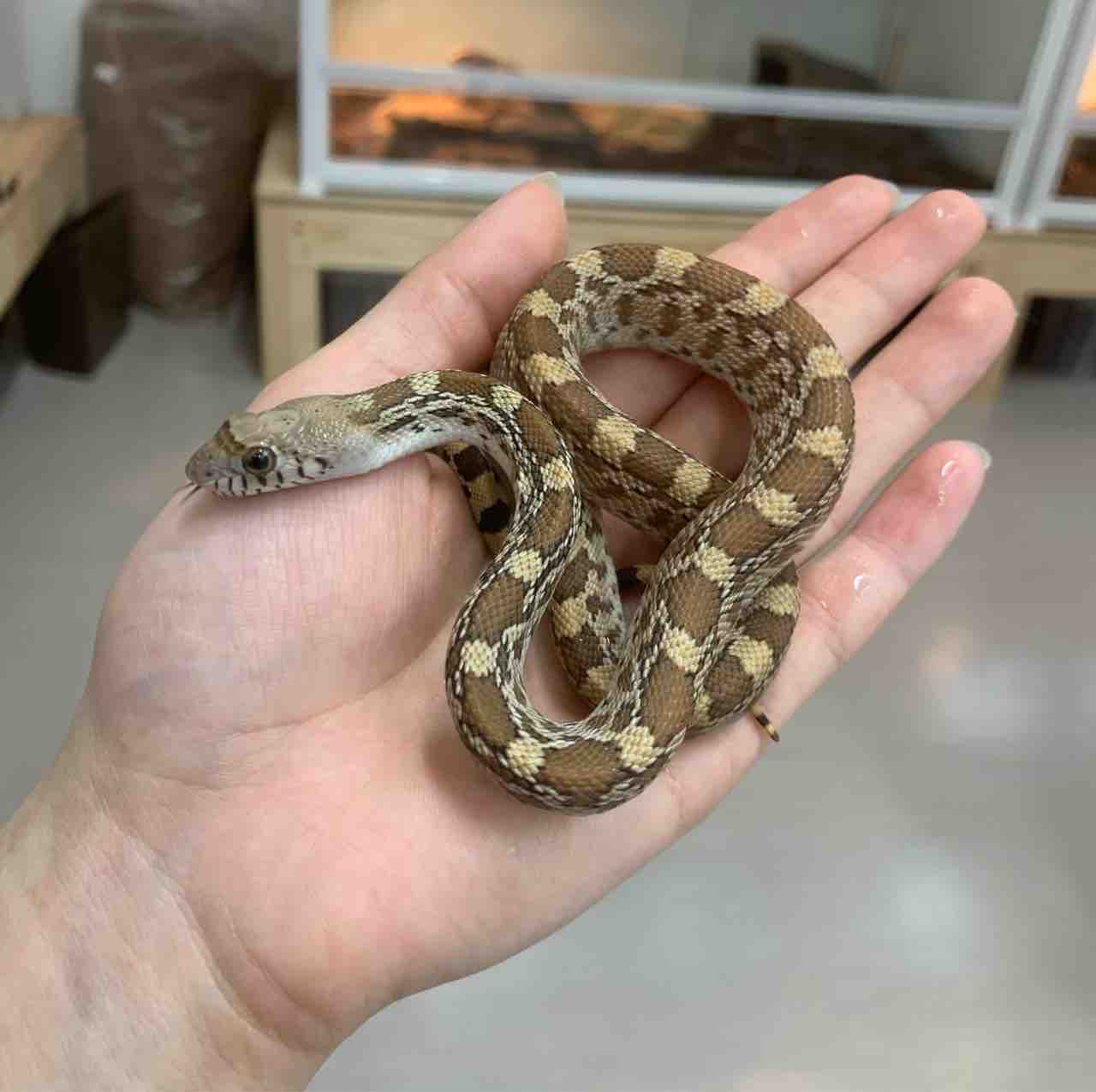 新入荷２ｆきてます 爬虫類倶楽部