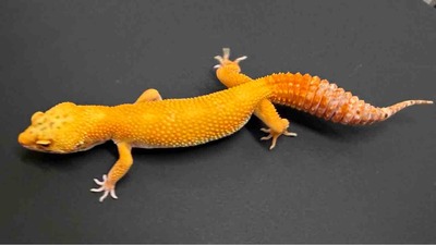 FullSizeRender