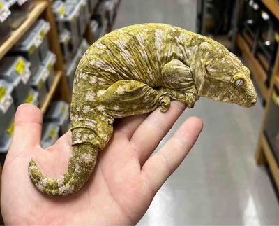 FullSizeRender