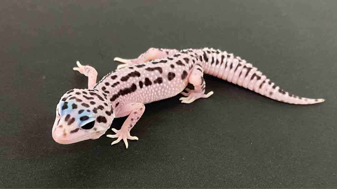 レオパ新着】ジョンマック&スティーブ便+α : 爬虫類倶楽部