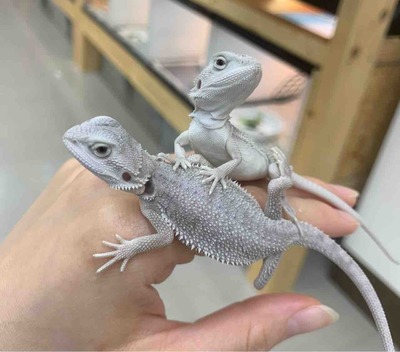 FullSizeRender