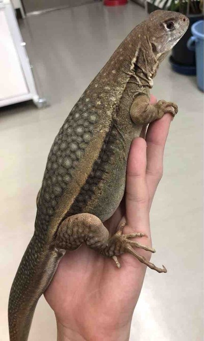 FullSizeRender