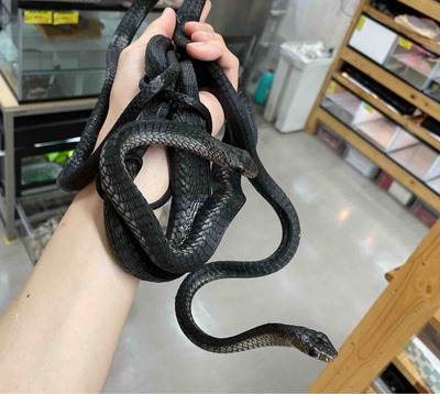FullSizeRender