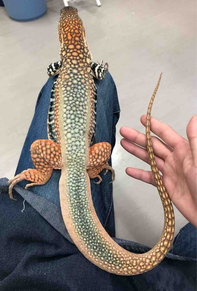 FullSizeRender