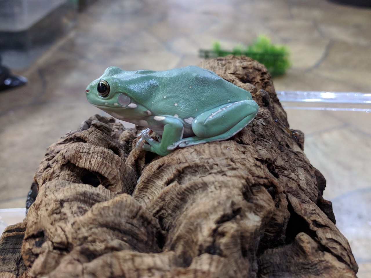 エシュショルツサラマンダーなど新入荷 爬虫類倶楽部 エシュショルツサラマンダーなど新入荷 爬虫類倶楽部