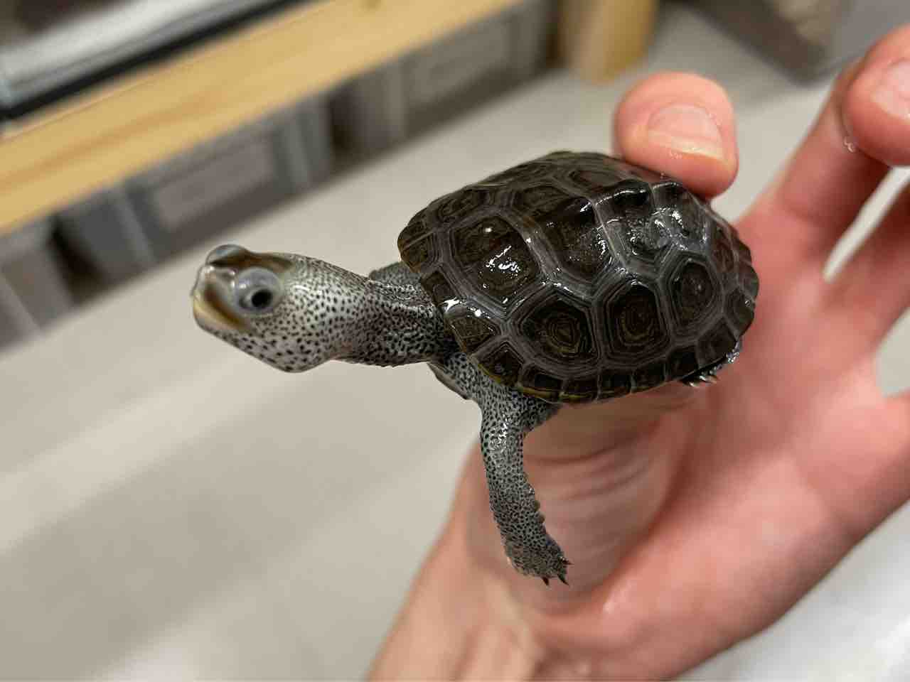 2階新着カメ カメ在庫紹介 爬虫類倶楽部 2階新着カメ カメ在庫紹介 爬虫類倶楽部