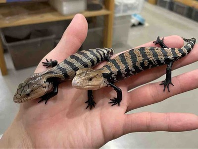 FullSizeRender