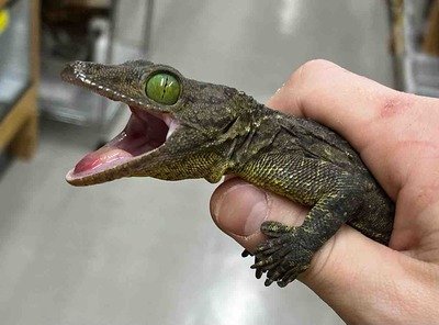 FullSizeRender