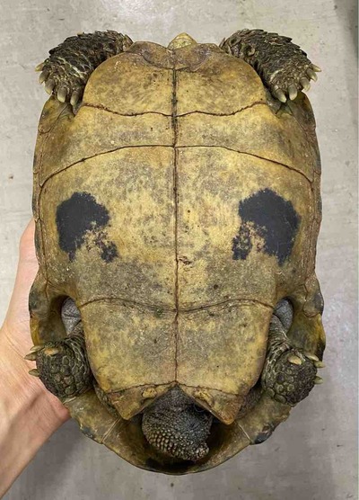 FullSizeRender