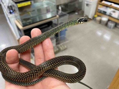 FullSizeRender